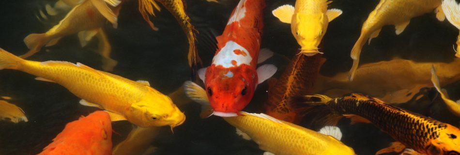 koi fish, fish, pond-7071556.jpg