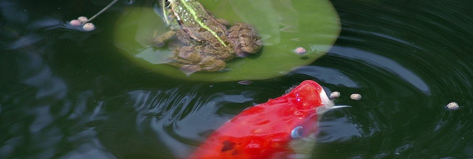 pond, frog, pond frogs-96138.jpg