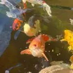 koi at surface in pond