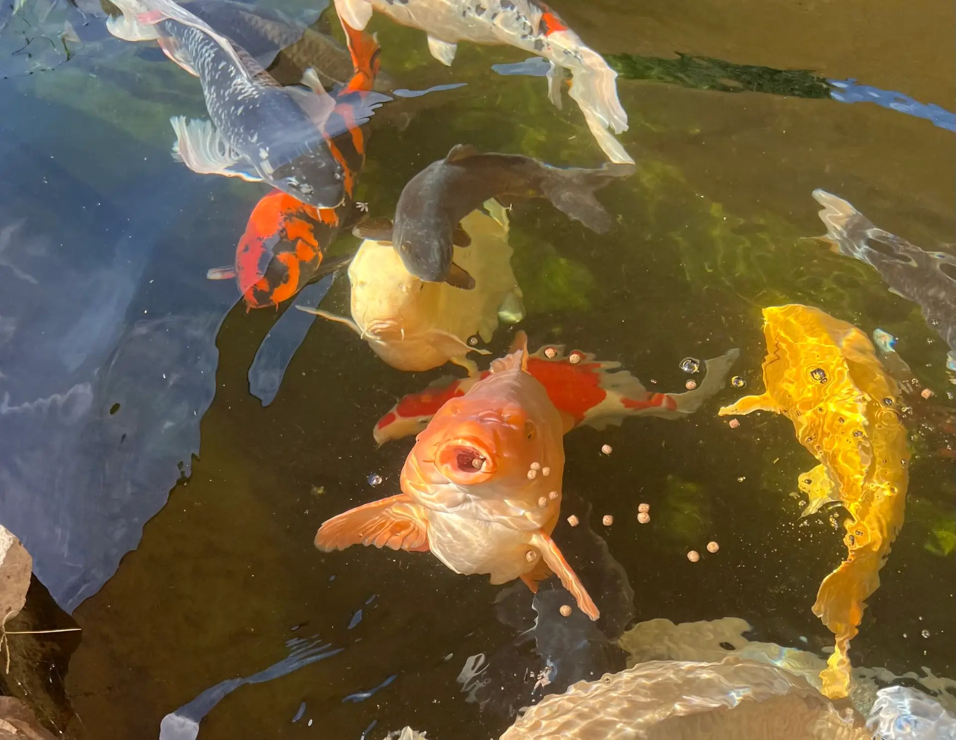 koi at surface in pond